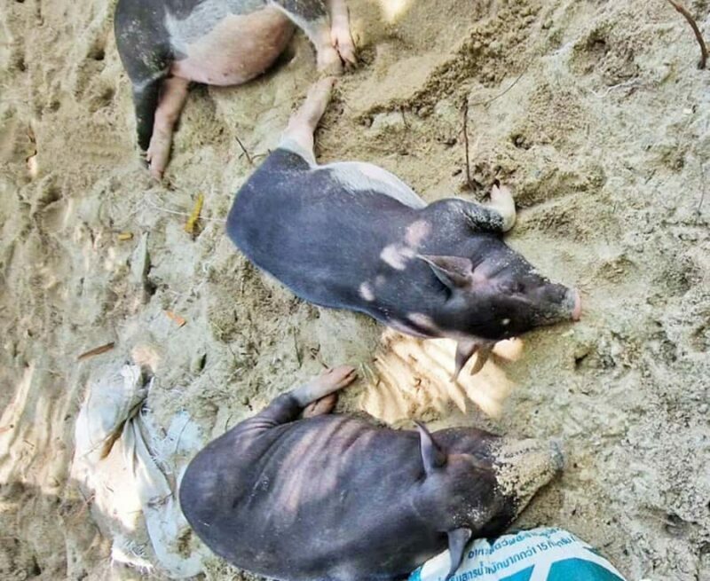 Ko Samui: Pig Island Snorkeling and Koh Tan Speedboat Tour - FAQ