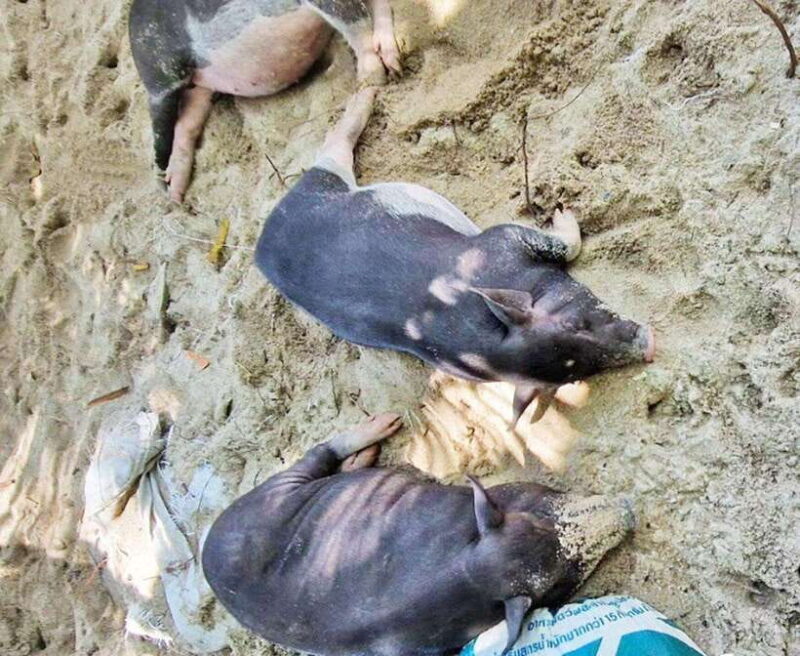 Ko Samui: Pig Island Snorkeling and Koh Tan Speedboat Tour - Itinerary and Activities