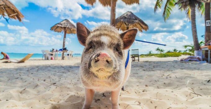 Ko Samui: Private Koh Madsum & Koh Tan by Longtail Boat Tour - What to Bring