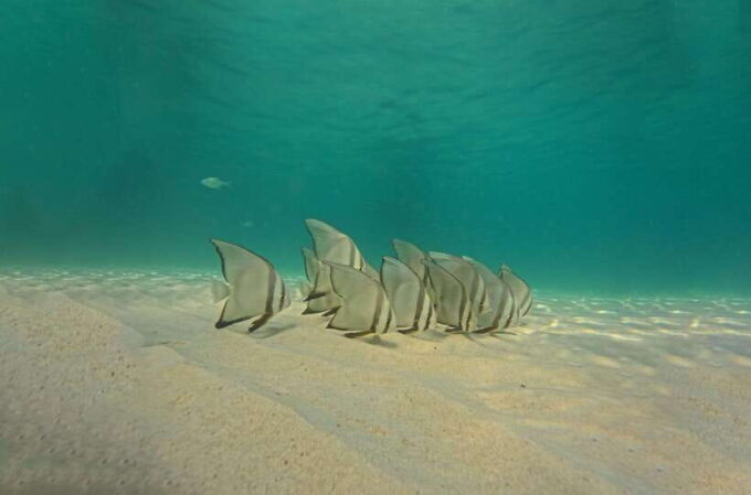 Ko Tao: Late Riser Snorkeling Tour With Lunch and Photos - Booking Information and Policies