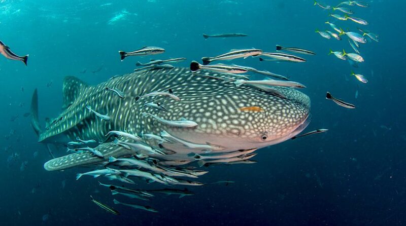 Ko Tao: Open Water Scuba Diving 4-Day Course - Orientation and Training