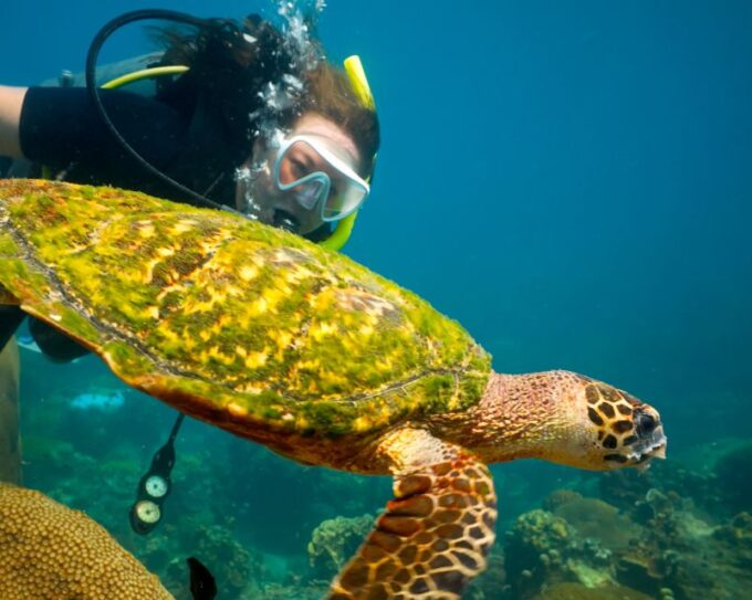 Ko Tao: Open Water Scuba Diving 4-Day Course - Instructor and Inclusions
