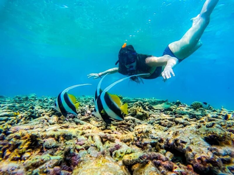 Ko Tao: Snorkeling Day Trip to Koh Nang Yuan With Meals - Customer Reviews