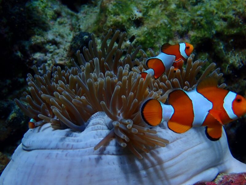 Ko Yao: Private Rok and Haa Island Speedboat Charter - Key Points