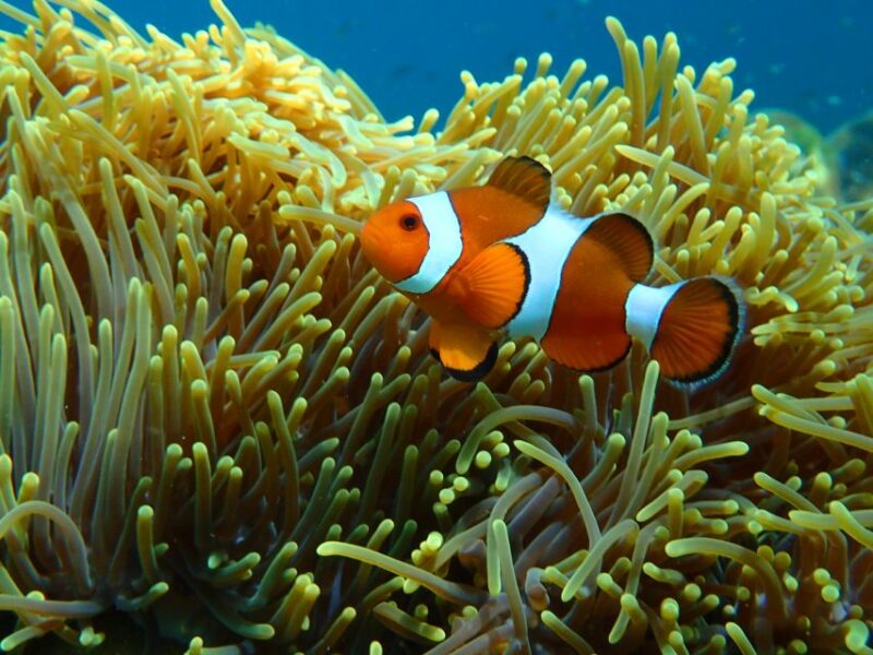 Ko Yao: Private Rok and Haa Island Speedboat Charter - Itinerary and Experience