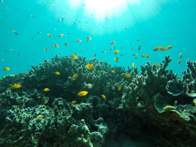 Ko Yao: Private Rok and Haa Island Speedboat Charter - Exploring Rok Island