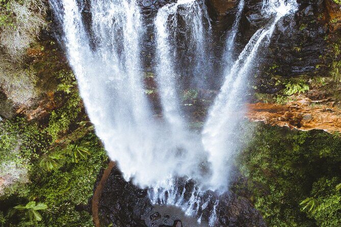 Koalas, 6 Springbrook Waterfalls and Natural Bridge Day Tour - Key Points