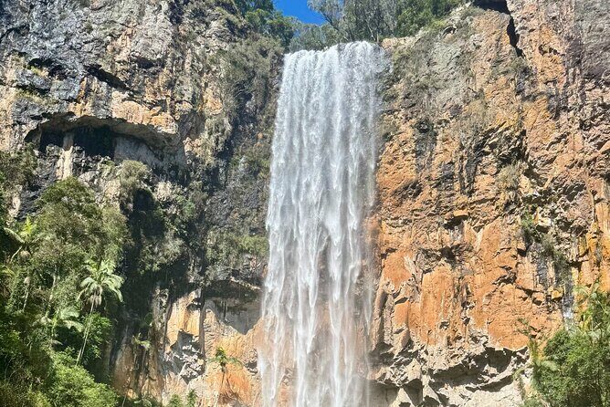 Koalas, 6 Springbrook Waterfalls and Natural Bridge Day Tour - In-Depth Review of the Tour Experience