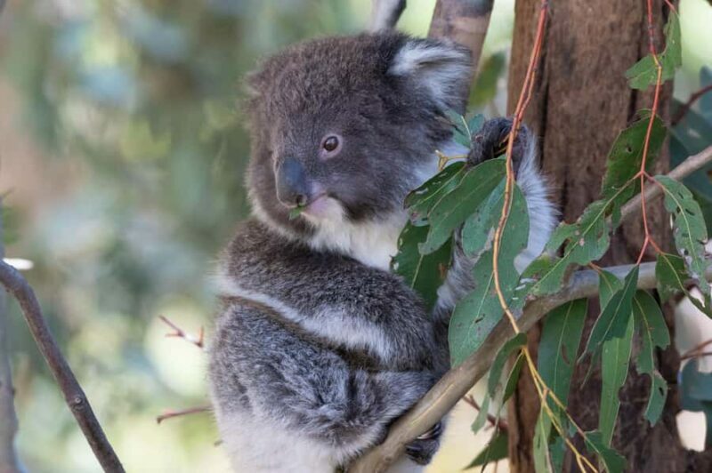 Koalas, Kangaroos and Lyrebirds - Who Should Book This Tour?