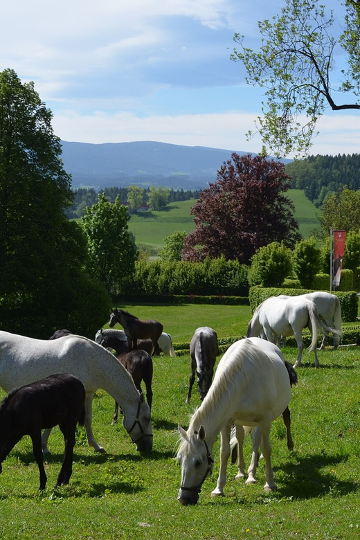Köflach: Lipizzaner Stud Farm Visit - Experience Highlights