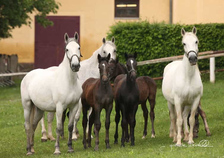 Köflach: Lipizzaner Stud Farm Visit - Historical Significance