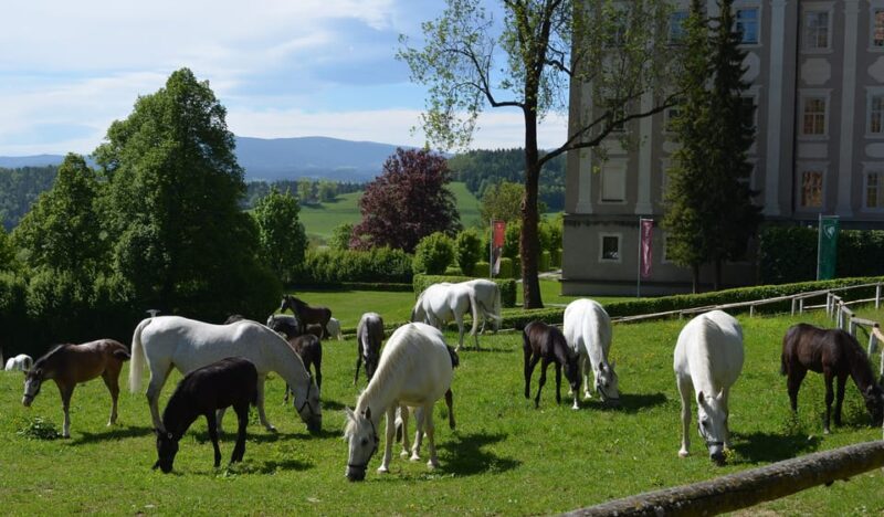 Köflach: Lipizzaner Stud Farm Visit - Getting to the Farm