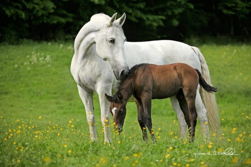 Köflach: Lipizzaner Stud Farm Visit - Practical Information