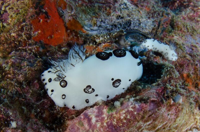 Koh Chang: 1-Day Diving Trip - Customer Feedback and Ratings
