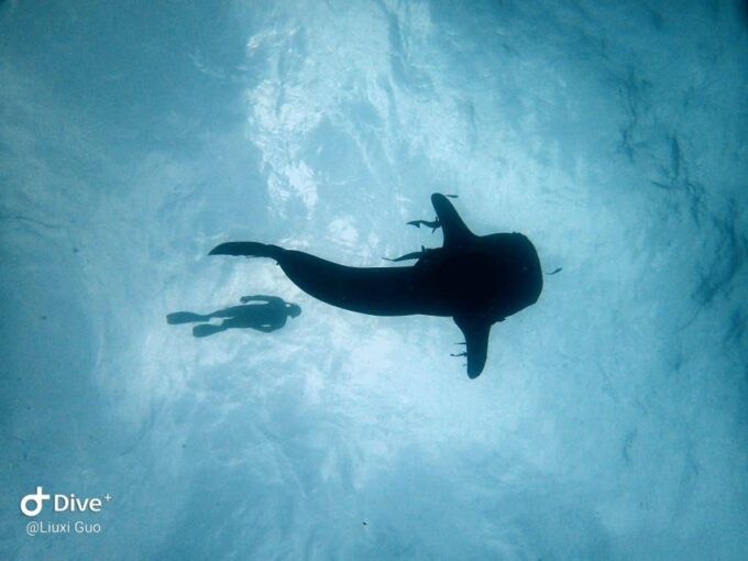Koh Chang: 1-Day Diving Trip - Whats Included in the Package