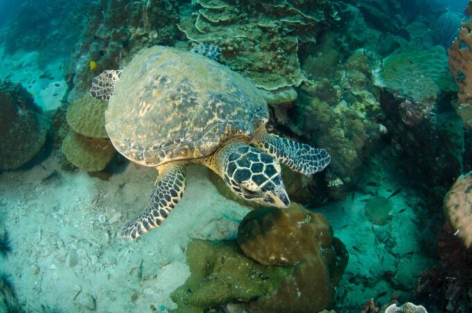 Koh Chang: 1-Day Diving Trip - Booking and Cancellation Policy