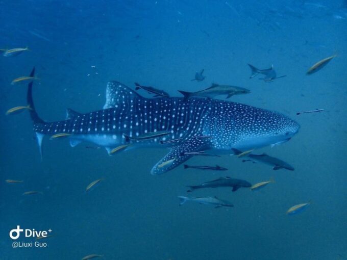 Koh Chang: 1-Day Diving Trip - Frequently Asked Questions