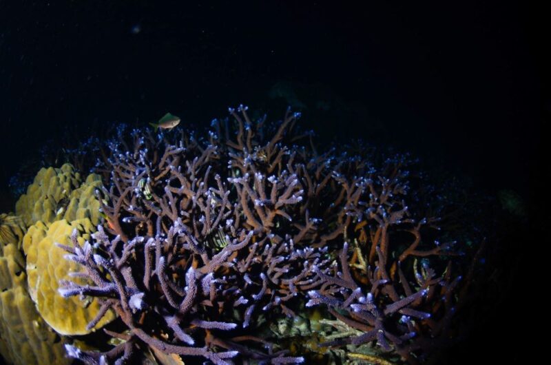 Koh Chang: 2-Day PADI Advanced Open Water Course - Booking Details