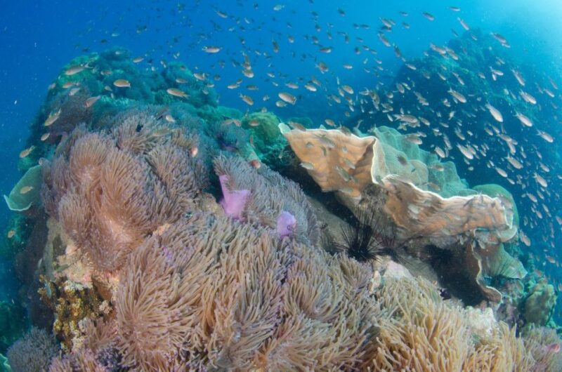Koh Chang: 3-Day PADI Open Water Scuba Dive Course - Customer Feedback