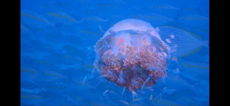 Koh Chang: 3-Day PADI Open Water Scuba Diver Course - Course Structure