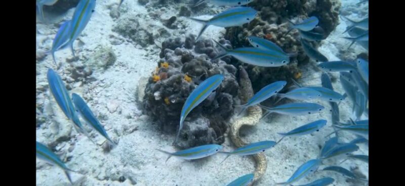 Koh Chang: 3-Day PADI Open Water Scuba Diver Course - Dive Experience