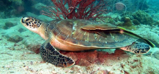 Koh Chang: Discover Scuba Diving for Beginners With 2 Dives - Lunch Buffet and Refreshments