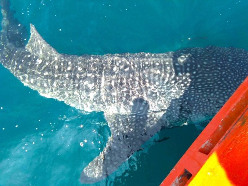 Koh Chang: Full-Day Reefs or Wreck Sites Snorkeling Trip - Lunch and Refreshments