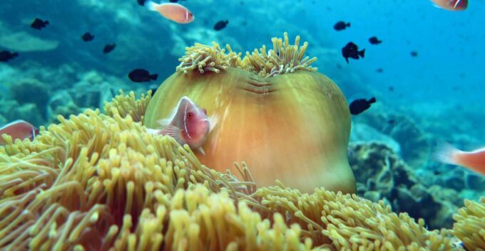 Koh Chang: Full-Day Reefs or Wreck Sites Snorkeling Trip - Frequently Asked Questions