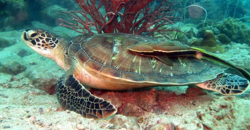 Koh Chang: Half-Day Snorkeling Adventure on a Speedboat - Snorkeling Experience