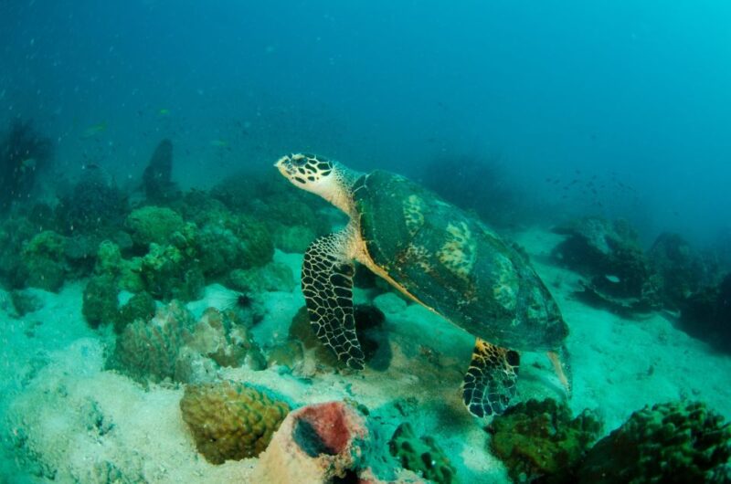 Koh Chang: Private Bubblemaker Diving for 8 and 9 Year Olds - Key Points