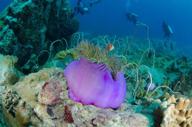 Koh Chang: Private Bubblemaker Diving for 8 and 9 Year Olds - Booking Information