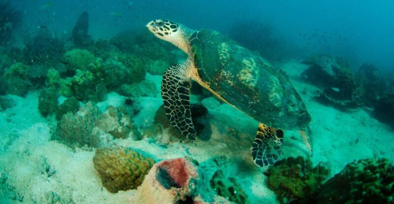 Koh Chang: Private Bubblemaker Diving for 8 and 9 Year Olds - Experience Highlights
