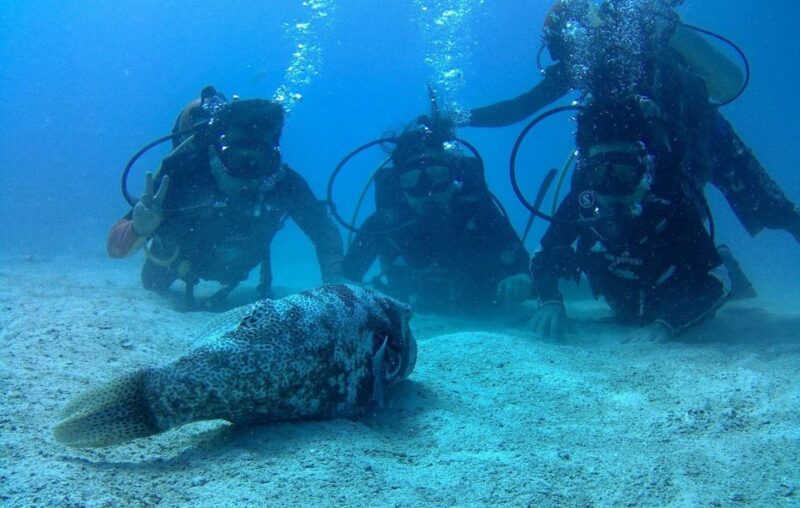 Koh Kood: Discover Scuba Diving for Beginners With 2 Dives - Dive Locations and Marine Life