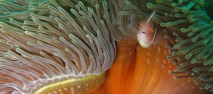 Koh Kood or Koh Rang: Snorkeling Day Trip With Buffet Lunch - Booking and Pricing Information