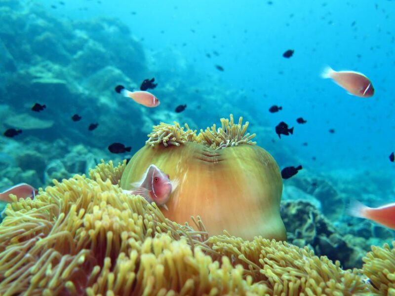 Koh Kood or Koh Rang: Snorkeling Day Trip With Buffet Lunch - Activity Highlights