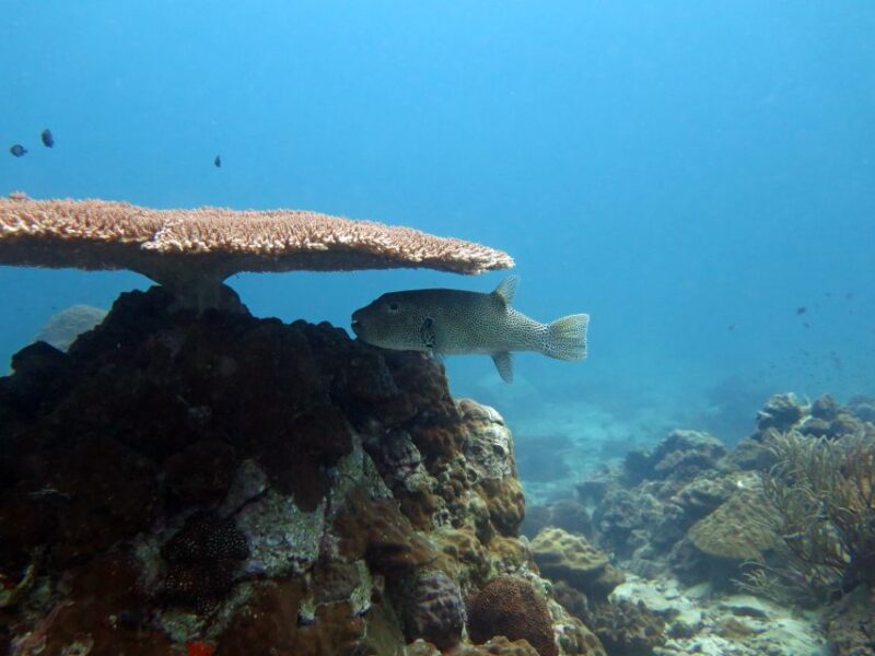 Koh Kood or Koh Rang: Snorkeling Day Trip With Buffet Lunch - Important Considerations