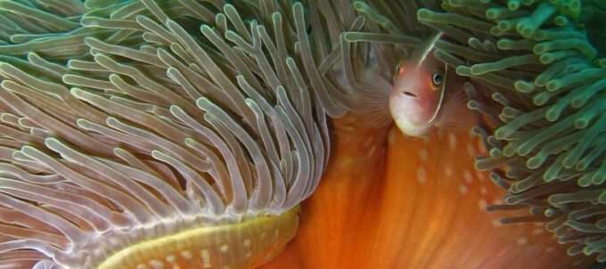 Koh Kood or Koh Rang: Snorkeling Day Trip With Buffet Lunch - Frequently Asked Questions
