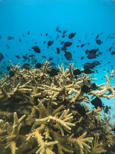 Koh Kood or Koh Rang: Snorkeling Trip With Lunch & Transfer - Activity Duration and Itinerary