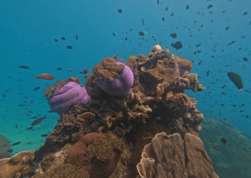 Koh Kood: Snorkeling Speedboat Tour With Lunch and Transfer - Hotel Pick-up and Drop-off