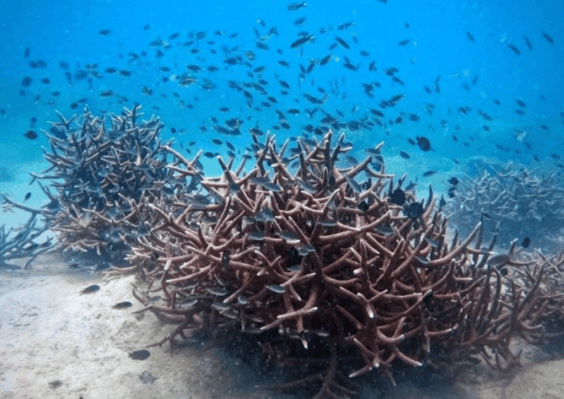 Koh Kood: Snorkeling Speedboat Tour With Lunch and Transfer - Professional Staff and Crew