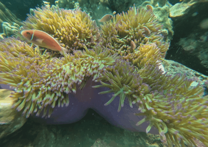 Koh Kood: Snorkeling Speedboat Tour With Lunch and Transfer - Not Suitable for Certain Guests