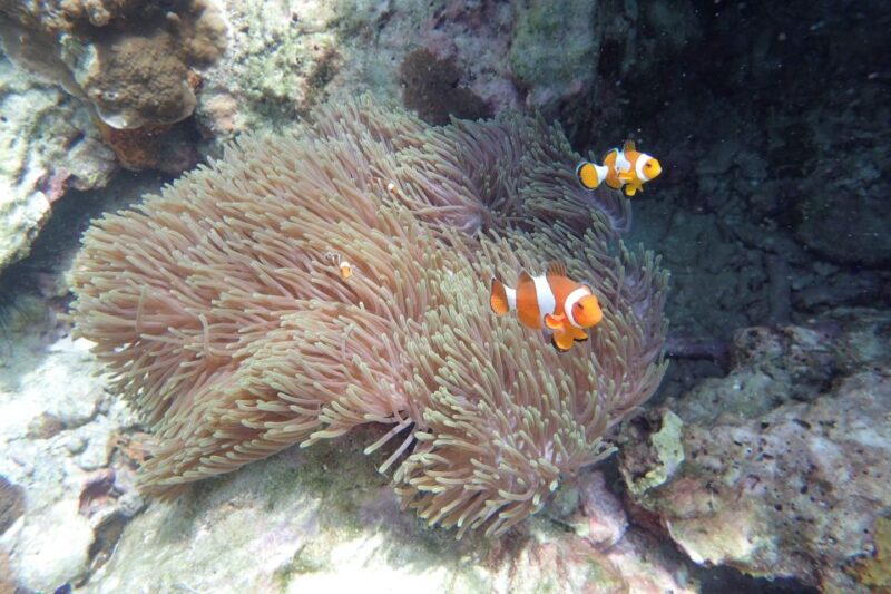 Koh Lanta: Adventure Sea Tour to Koh Rok and Koh Haa - Tour Experience