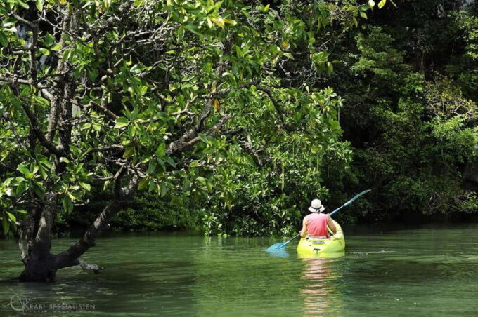 Koh Lanta: Amazon Mangrove Kayaking Tour With Lunch - Booking Information