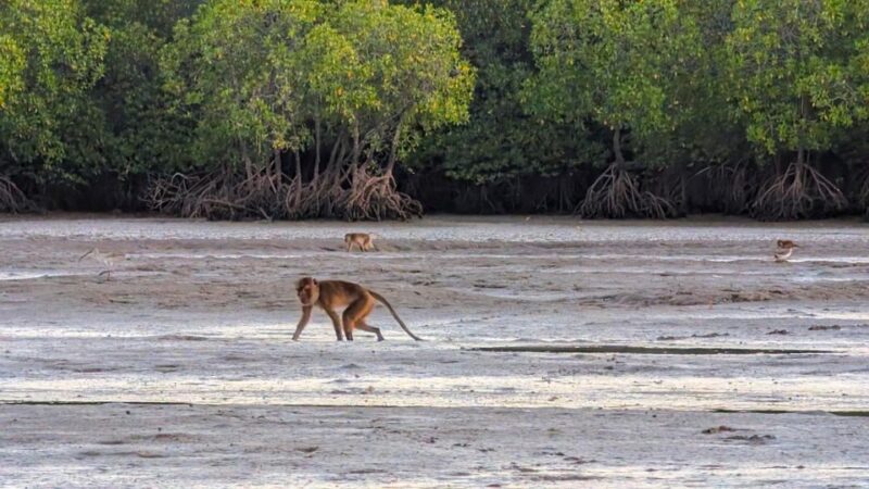 Koh Lanta: Magical Mangroves Sunrise by Private Gondola Boat - Itinerary and Highlights