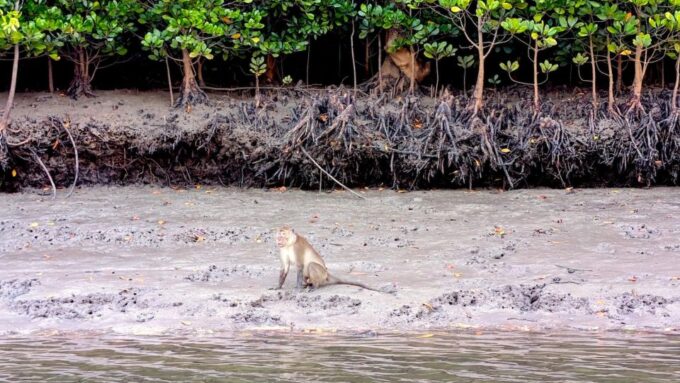 Koh Lanta: Magical Mangroves Sunrise by Private Gondola Boat - Local Breakfast Onboard