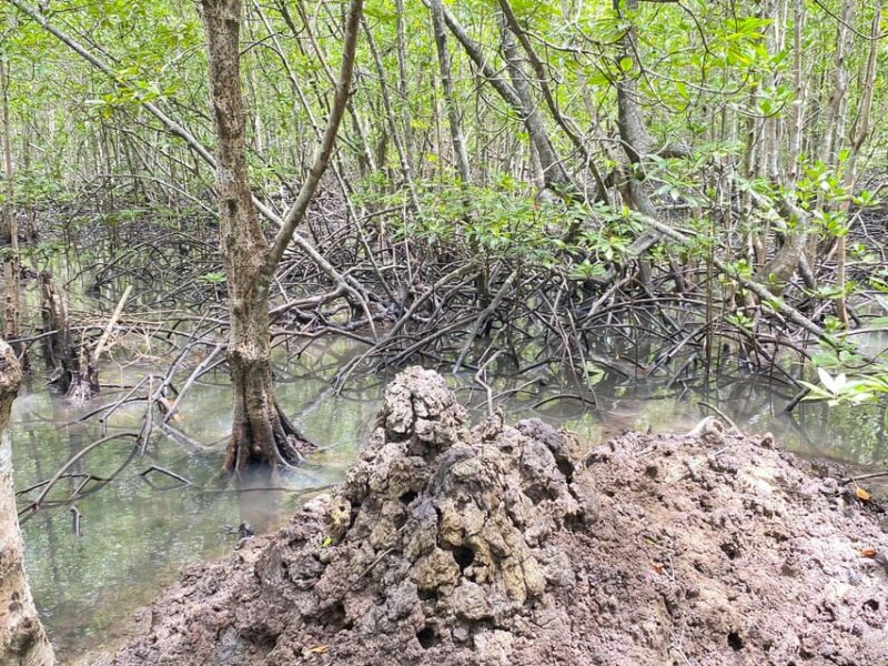 Koh Lanta: Mangrove + Elephant Camp Half Day Tour - Included Amenities