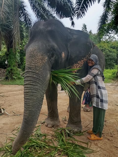 Koh Lanta: Mangrove + Elephant Camp Half Day Tour - Pricing and Booking
