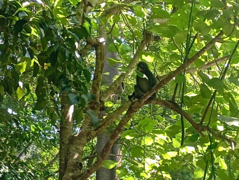 Koh Lanta National Park and Old Town Half Day Tour - Old Town Immersion