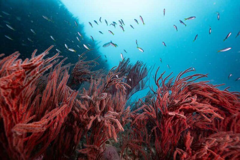 Koh Lipe: 3-Day Open Water Certification Course in Paradise - Who Should Consider This Course?