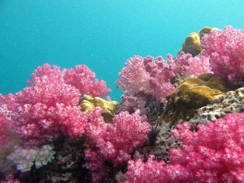 Koh Lipe: 5 Island Snorkeling Trip by Longtail Boat W/ Lunch - Key Points
